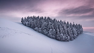 snowy forest, snow, trees, winter, sky HD wallpaper