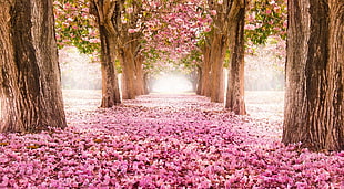 cherry blossom tree, flowers, trees