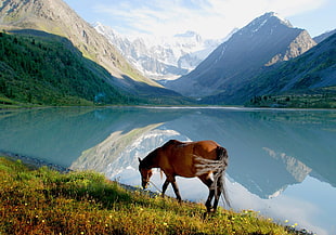 brown horse eating grass near clam lake