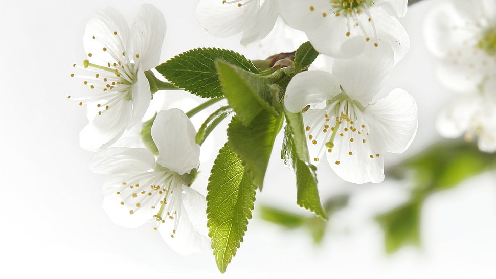 macro shot of white flowers HD wallpaper