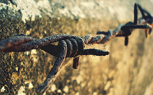 rusty chain fence