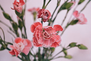 pink petaled flower, Carnations, Petals, Bud