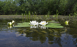 white and green water lily near green leaf tree
