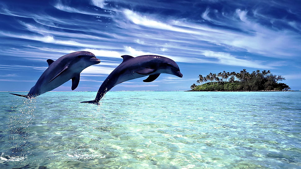 two black whales, digital art, animals, dolphin, island HD wallpaper