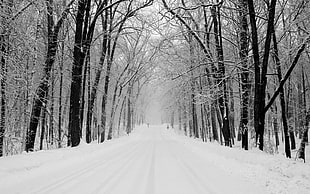 photo of snowed forest