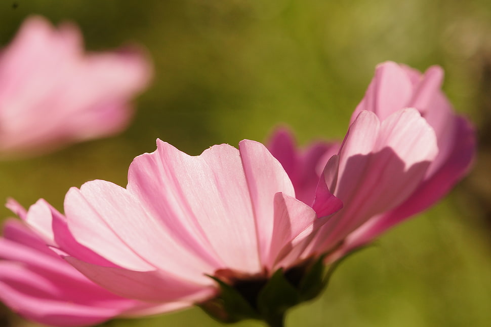 selective focus photography of pink Cosmos flower, cosmos bipinnatus HD wallpaper