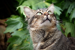 selective focus photography of gray cat