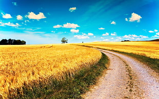 brown grass field, landscape, field, road HD wallpaper