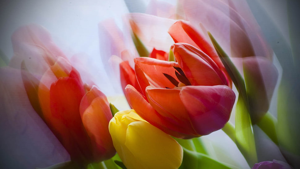 two red and one yellow tulip HD wallpaper