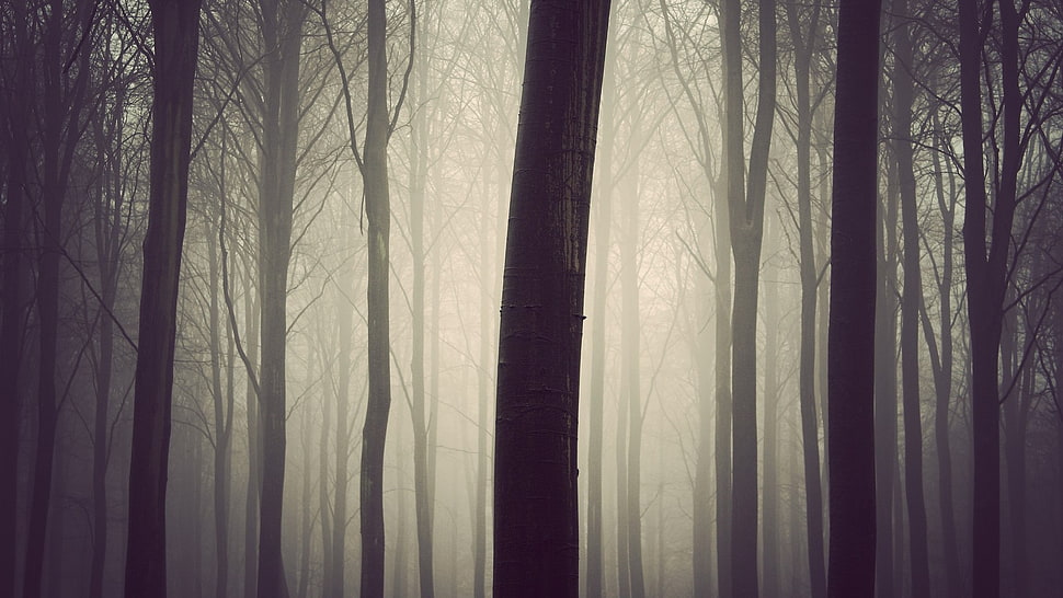 green leafed tree, forest, fall, mist HD wallpaper