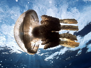 Jellyfish underwater photography HD wallpaper