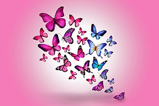 pink and blue butterfly display wallpaper