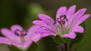 pink Primrose flowers in bloom close-up photo, lavender, geranium