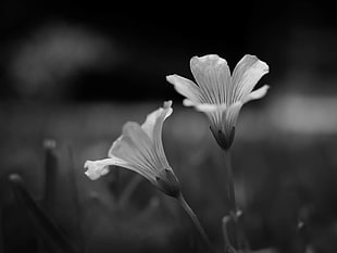 grayscale photography of two flowers