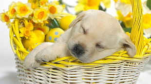 photo of yellow Labrador Retriever puppy sleeping on wicker brown basket