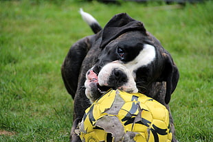 brindle Boxer puppy biting soccer ball