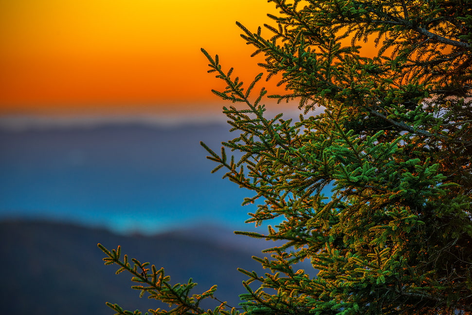 green plant during daytime, pine tree, blue ridge parkway HD wallpaper