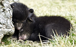 two black bear cubs sleeping photo shot during daytime