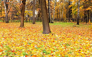 yellow leaves on ground near trees during daytime HD wallpaper
