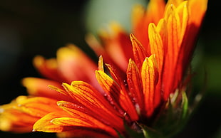orange petaled flower in close-up photography
