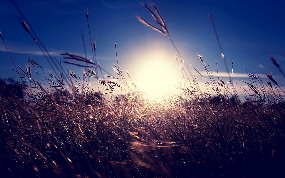 nature, sunlight, grass, spikelets HD wallpaper