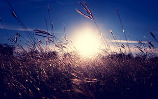 nature, sunlight, grass, spikelets HD wallpaper