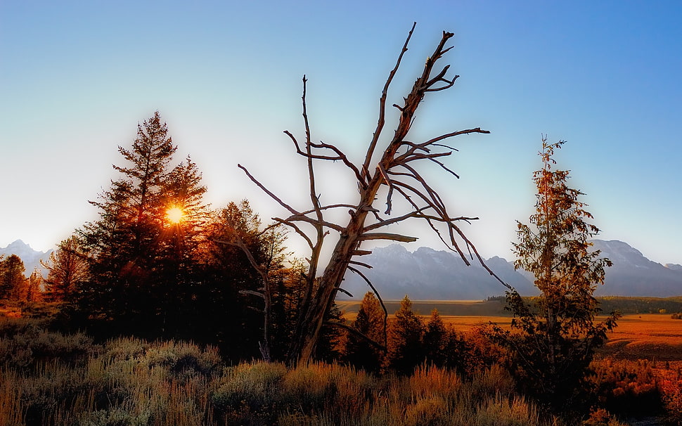 brown tree during daytime HD wallpaper