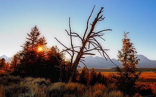 brown tree during daytime