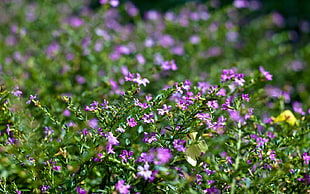 photography of purple flower field