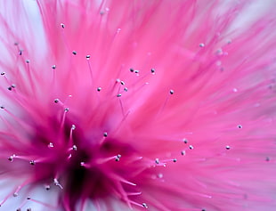 shallow focus photography of pink flowers HD wallpaper
