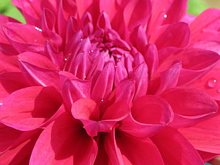 macro shot of pink petaled flower