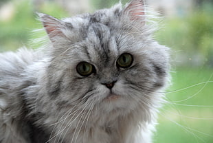 gray medium-coated cat