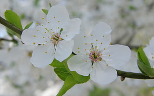 close-up photography of white Cherry Blossom flowers