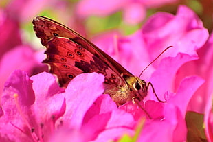 shallow focus photography of brown moth on pink flower, butterfly HD wallpaper