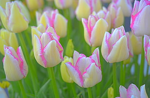 pink-and-white Tulip flowers at daytime HD wallpaper