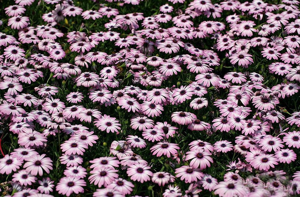 pink-and-white petaled flowers HD wallpaper