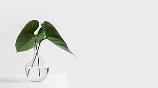 two arrowhead leaves, photography, plants, white, table