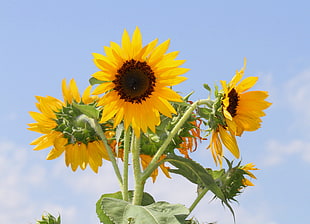 yellow Sunflower, sunflowers