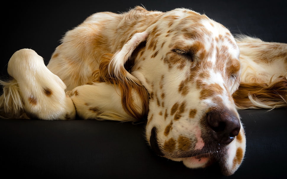 adult English setter HD wallpaper