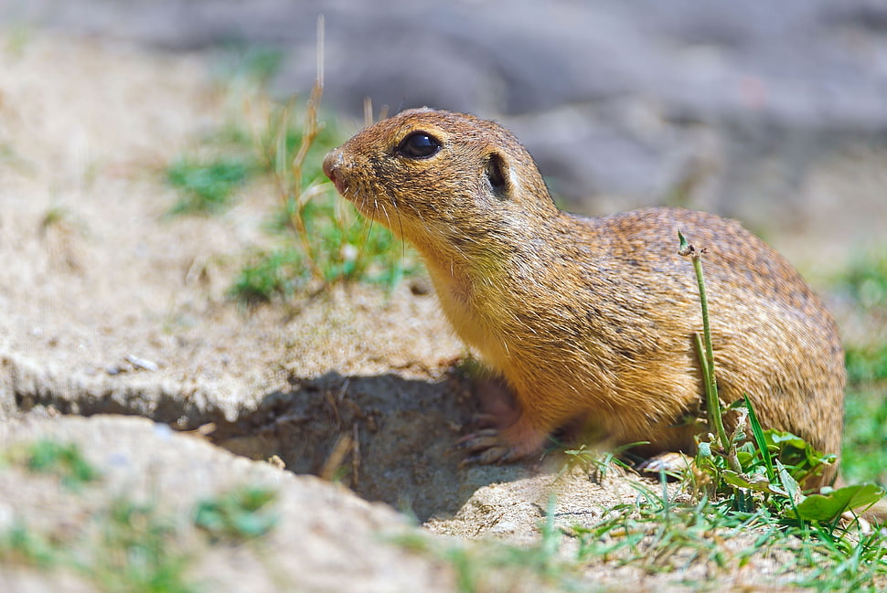 brown squirrel on the brown slab HD wallpaper