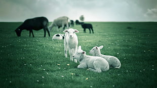 white sheeps, animals, lamb