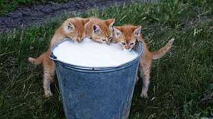 three orange tabby kittens, cat, kittens, milk, animals HD wallpaper