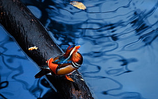 orange, brown and black bird on black tree branch surround by body of water