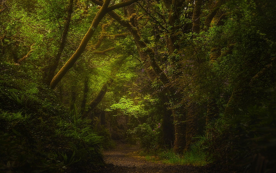 green forest HD wallpaper