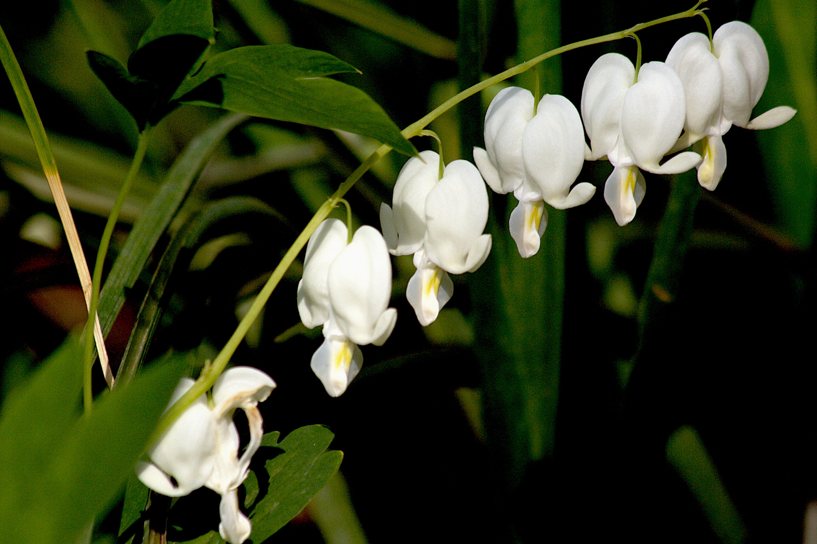 white bleeding heart flowers, lamprocapnos spectabilis