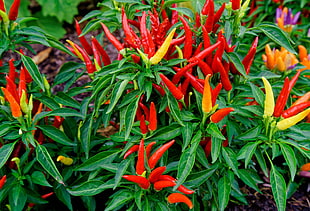 red chili, Pepper, Chile, Garden bed HD wallpaper