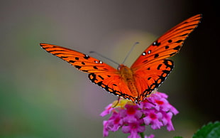 Gulf Fritillary butterfly perched on purple cluster petaled flower closeup photography