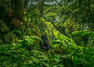 black animal, photography, gorillas, green, trees HD wallpaper