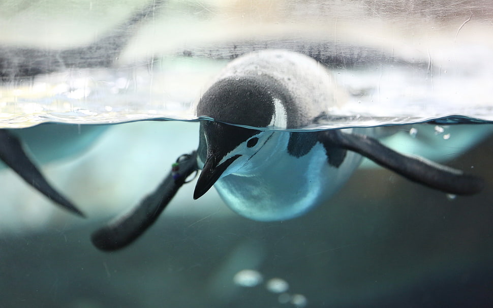 black and white penguin, penguins, water, birds, split view HD wallpaper