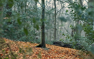 green leaved trees on dried leaved during daytime